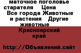 маточное поголовье старателя  › Цена ­ 2 300 - Все города Животные и растения » Другие животные   . Красноярский край